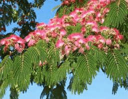 Des images de diffrentes plantes